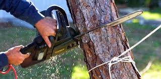 Best Arborist Consultation Services  in Cornelia, GA