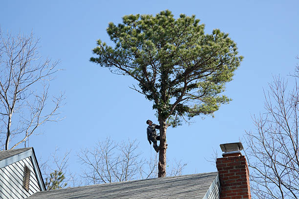 How Our Tree Care Process Works  in  Cornelia, GA